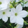 ７月１日北の庭　１　～白い花～