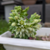 今日の一枚－センペルビウムの花