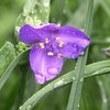 雨上がり、「ハゲイトウ（葉鶏頭）」が発芽…。