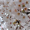 満開にバンザ〜イ🌸
