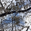 【桜便り】大阪・大川端の桜