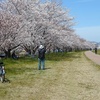 今回知らない桜を見に行きました。