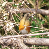 2021.12.10　河川敷、今日の野鳥たち.....13選