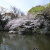 三嶋大社と源兵衛川の桜散歩。