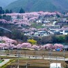 信州・高遠の桜