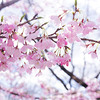 桜咲く東山植物園の桜の回廊