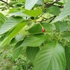 花のイベント後日談2題