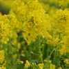 菜の花畑