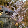 空からドローンで見てみよう ～ 秋色に染まるお寺 ～