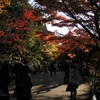 東山植物園の紅葉　１