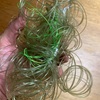 今年のクエ釣り初戦は不発！しかし巨大魚は確認。