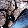 横浜の桜2012