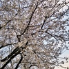 東京の桜が一気に咲きだした