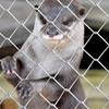 カワウソさんとロバさんのお見送り