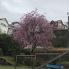 雨含み枝垂れ桜のより低く