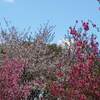 福島県 二本松市の桜の名所 合戦場のしだれ桜 別名 夫婦桜 ２０２１年 満開に？