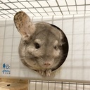 Chinchilla’s blog