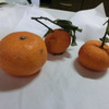 鏡開き：橙