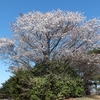 土岳　頂上の木々