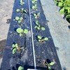 キャベツの間引き苗の植え付け