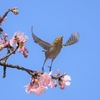 河津桜