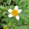 (240) Bidens pilosa var. minor