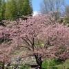 桜満開前の白野江植物公園