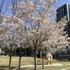 東山動植物園2023宵の八重桜さんぽ