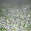 85㎜F1.4