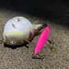 ヒラメ釣れず…