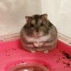 ハムスターと振り返る一年半