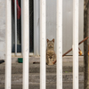 八重山諸島のねこさん