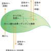 【小学生の理科入門（植物⑤）】「植物のはたらき」光合成と呼吸と蒸散について