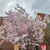 大阪造幣局 桜の通り抜けに行ってみた