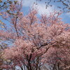 新宿御苑より桜の定点観測です