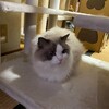 夜、元気に追いかけっこしたふくちゃん