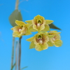 Dendrobium biloculare