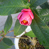海棠椿　ハイドゥン　Camellia amplexicaulis　Cohen Stuart