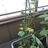 家庭菜園 39日目　きゅうりに元気がない。