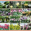 植物園春の花展
