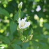 レンズ沼への一歩　～　薔薇とコスモスと野花