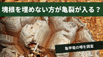 亀甲竜の塊根は埋めない方が亀裂が成長するのは本当なのか【検証】