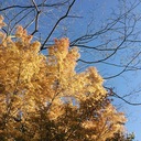 シンプルライフに憧れて - 適応障害とわたし -