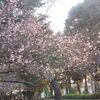 秋の桜かなり開花し始めました。