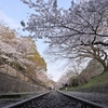 京都岡崎の2021年桜