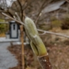 【今年も縮小して行います】普濟寺恒例の春季大護摩祭