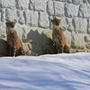 雪上のチーター