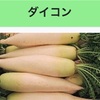 農産物　故事・ことわざスイング　大根その2