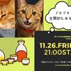 アメチカンのもなちゃんを紹介するにゃ 5