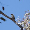 ムナフコバシミツスイ(Yellow-plumed Honeyeater)